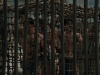 Spartacus1 (110)